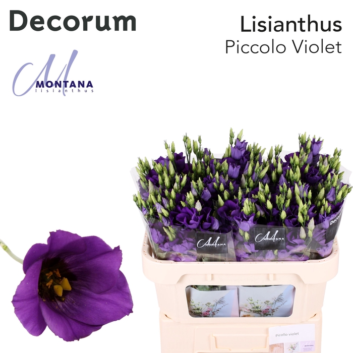 <h4>Lisianthus Piccolo violet 75cm</h4>