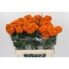 Tagetes Marigold Promise Orange