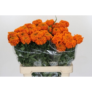 Tagetes Marigold Promise Orange