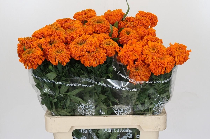 Tagetes Marigold Promise Orange