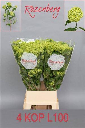 <h4>Viburnum Roseum St</h4>