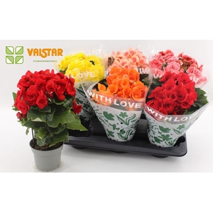 Begonia Elat. dubbelbloemig gemengd