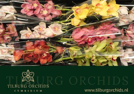 <h4>Cymb Tak Mix</h4>