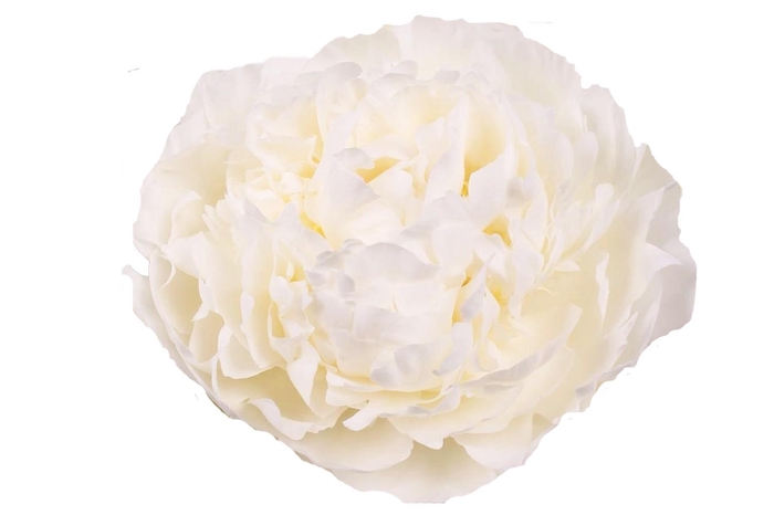 Paeonia Ivory Victory