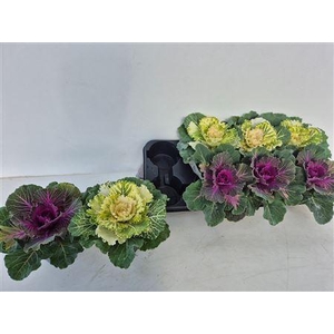 Brassica (sierkool)