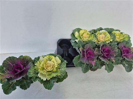 <h4>Brassica (sierkool)</h4>