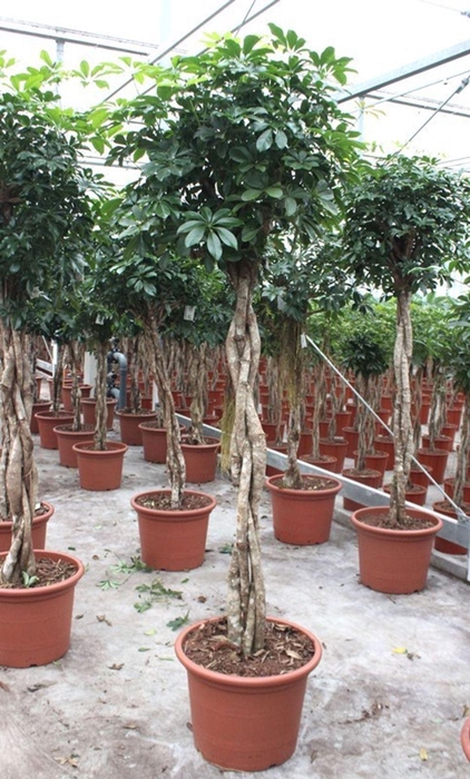 <h4>Schefflera Compacta</h4>