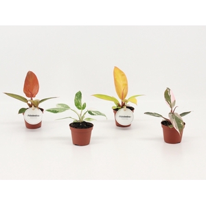 Philodendron Mix