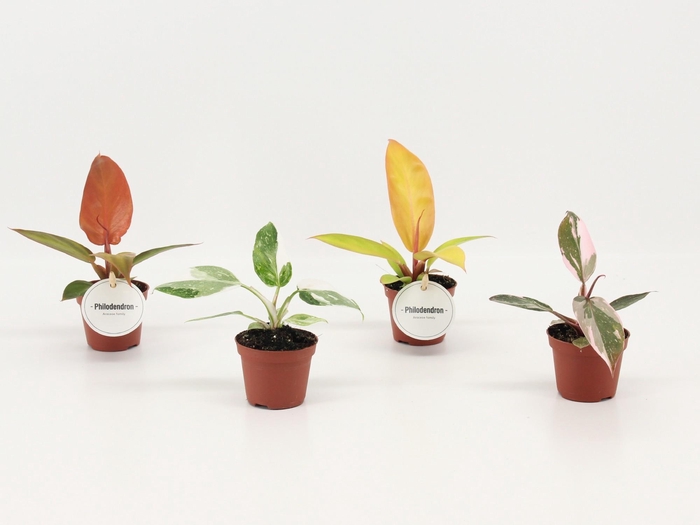 <h4>Philodendron Mix</h4>