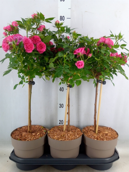 <h4>Rosa ST  ...</h4>