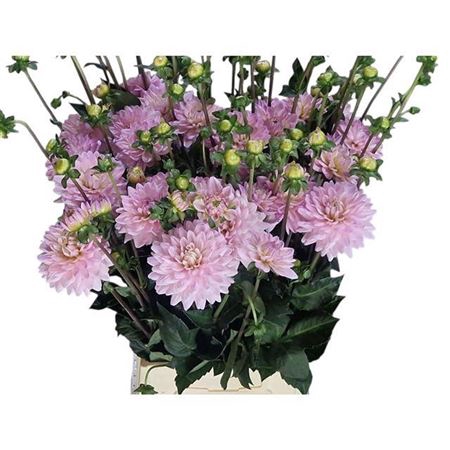 <h4>Dahl Ov Rose New</h4>