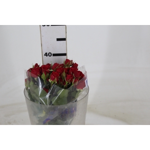 ROSA SPRAY MIRABEL 040 CM