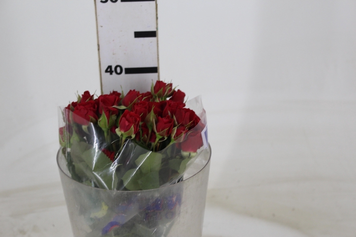 <h4>ROSA SPRAY MIRABEL 040 CM</h4>