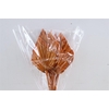 Dried Palm Spear 10pc Orange Bunch