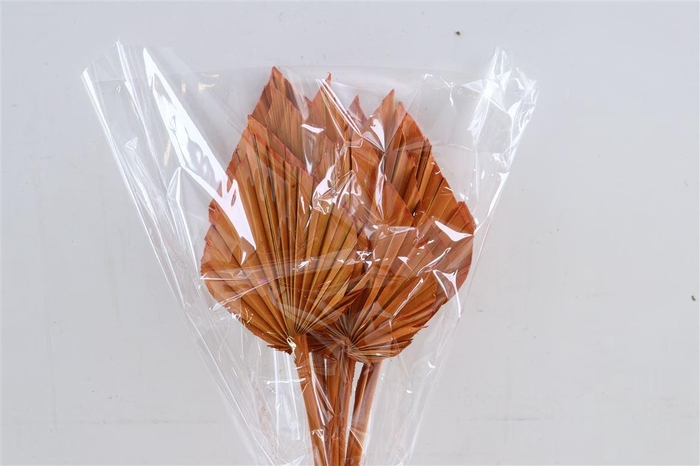 <h4>Dried Palm Spear 10pc Orange Bunch</h4>