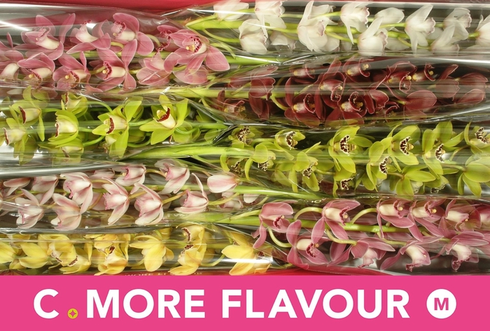 <h4>CYMB MI GEM</h4>