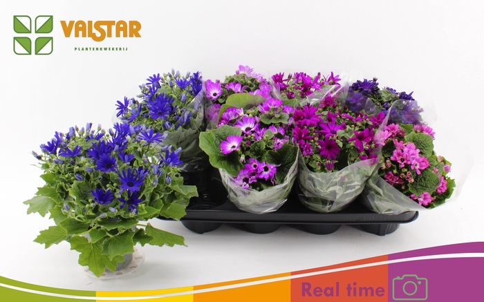 <h4>PERI C MAN GEM</h4>