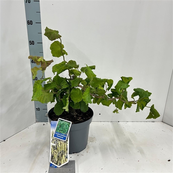 <h4>Corylus avellana 'Contorta'</h4>