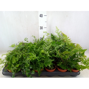 Ferns   ...mix