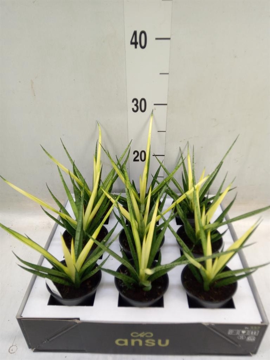 <h4>Sansevieria ...</h4>