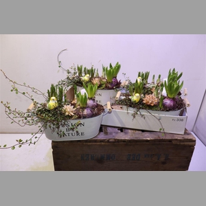 Arr Bol Knol In Zinken Hengsel Bak Ovaal