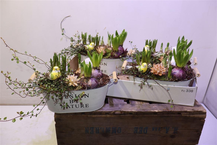 <h4>Arr Bol Knol In Zinken Hengsel Bak Ovaal</h4>