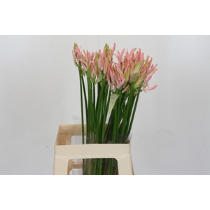 Nerine Vesta K