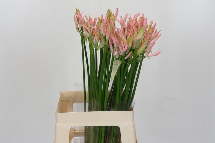 <h4>Nerine Vesta K</h4>