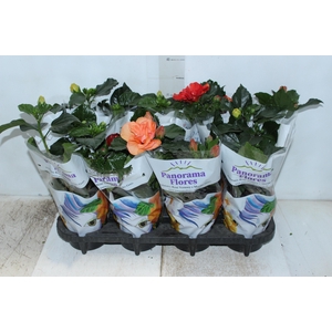HIBISQS DOBRADO P15 VARIADO