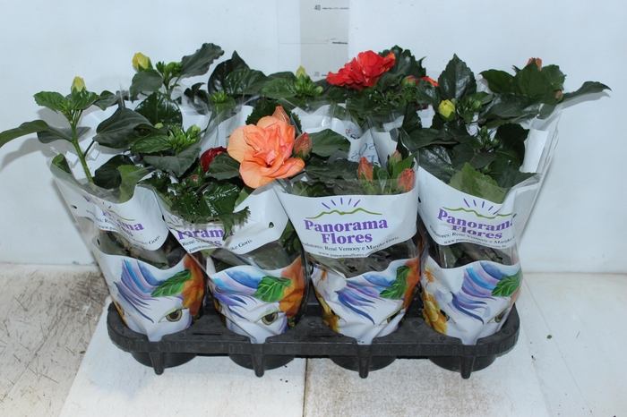 <h4>HIBISQS DOBRADO P15 VARIADO</h4>