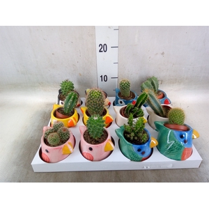 Cactus   ...