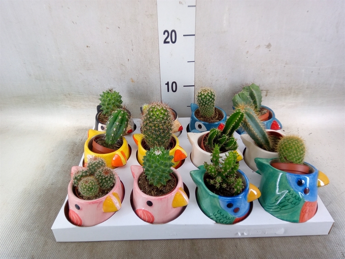 <h4>Cactus   ...</h4>