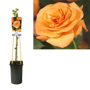 Rosa 'Orange Climber' +light label