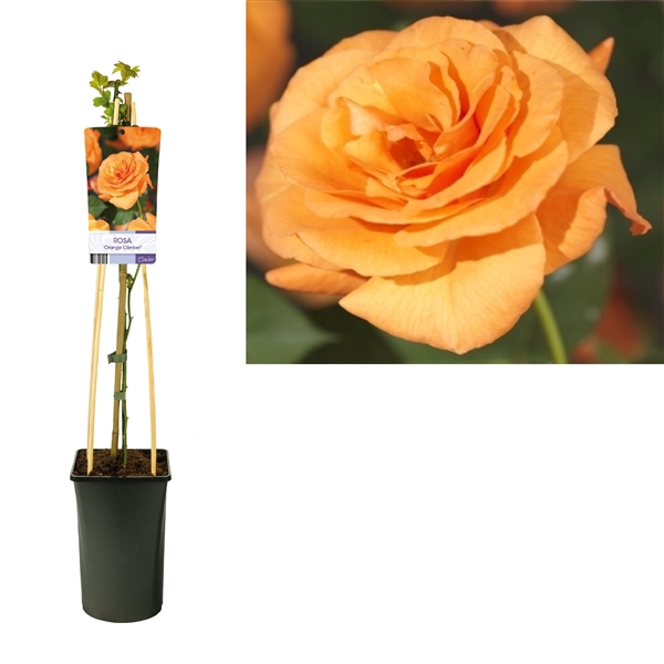 <h4>Rosa 'Orange Climber' +light label</h4>