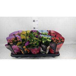 Kalanchoe blos. 'Perfecta'  ..mix 5