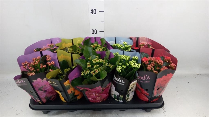 <h4>Kalanchoe blos. 'Perfecta'  ..mix 5</h4>