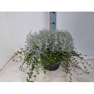 Calocephalus + Muehlenbeckia P26