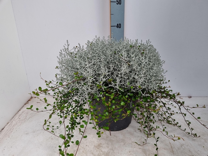 <h4>Calocephalus + Muehlenbeckia P26</h4>