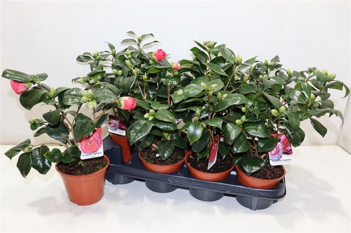 <h4>arr8 Camellia Japonica</h4>