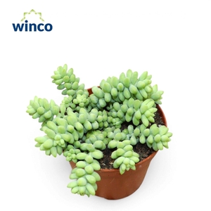 SEDUM BURRITO