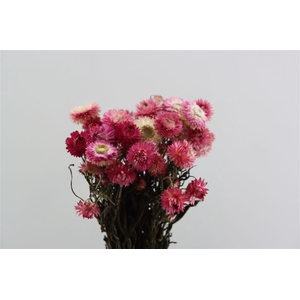 Dried Helichrysum Pink Bunch