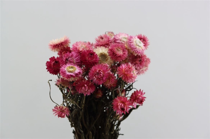 <h4>Dried Helichrysum Pink Bunch</h4>