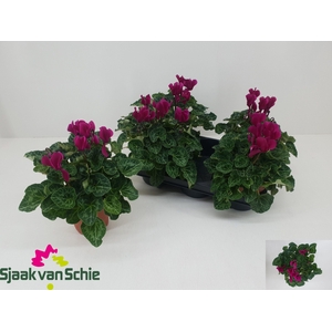 CYCL MD SUP ELEGANTE