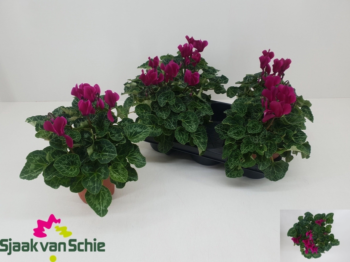 <h4>CYCL MD SUP ELEGANTE</h4>