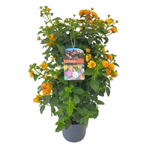 Lantana camara