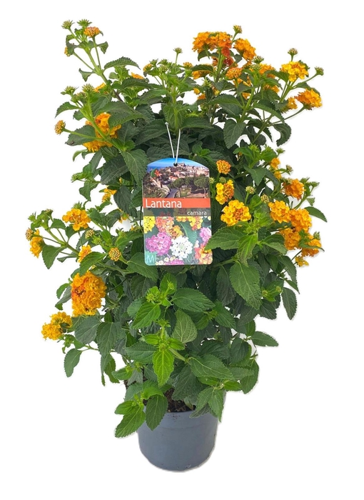 <h4>Lantana camara</h4>