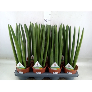 Sansevieria cyl.  ...