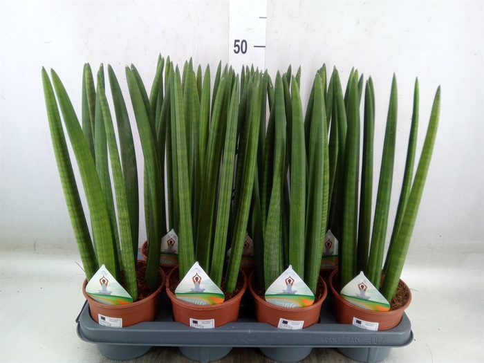 <h4>Sansevieria cyl.  ...</h4>