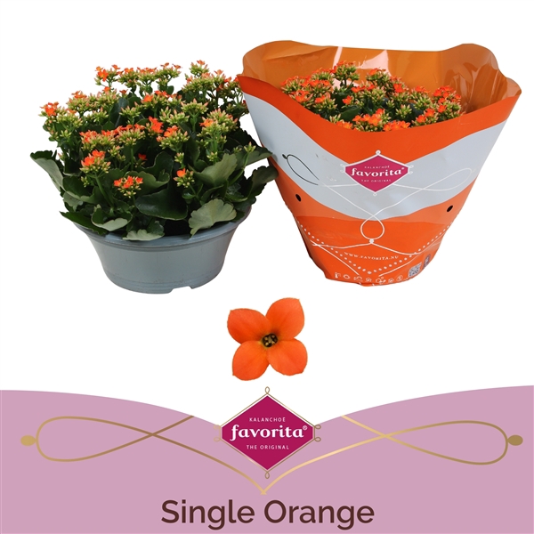 <h4>Kalanchoë Single Orange in SV.COloursleeve</h4>