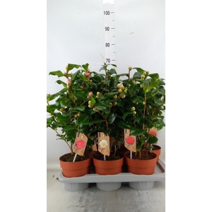 Camellia   ...mix 3